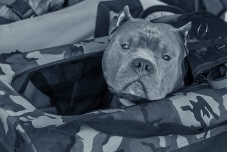 A charming gray pit bull bull terrier sits in a basket at a dog show. Portrait of Pete Bull Terrier attentively looking into the camera.の写真素材