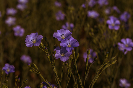 Flax blossoms. Green flax field in summer. Sunny day. Agriculture, flax cultivation. Selective focus. Field of many flowering plants (linum usitatissimum). Linum bloomsの写真素材