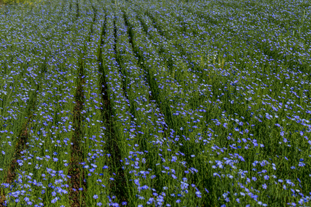 Flax blossoms. Green flax field in summer. Sunny day. Agriculture, flax cultivation. Selective focus. Field of many flowering plants (linum usitatissimum). Linum bloomsの写真素材