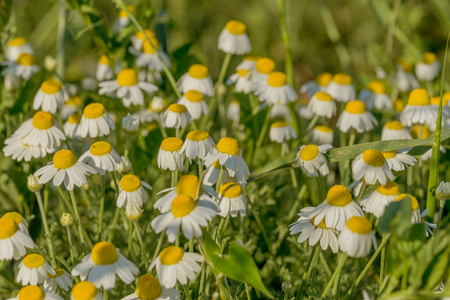 Bloom. Chamomile. Blooming chamomile field, chamomile flowers on  meadow in summer, selective focus, blur. Beautiful nature scene with blooming medical daisies on sun day. Beautiful meadow backgroundの写真素材