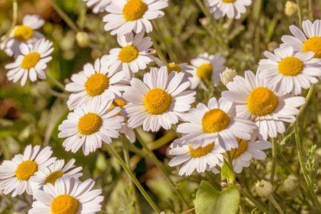 Bloom. Chamomile. Blooming chamomile field, chamomile flowers on  meadow in summer, selective focus, blur. Beautiful nature scene with blooming medical daisies on sun day. Beautiful meadow backgroundの写真素材