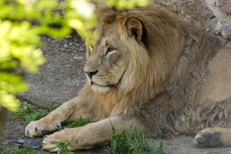 Big African lion lies in the zoo aviary. Lion sunbathing and posing for the audience at the zooの写真素材