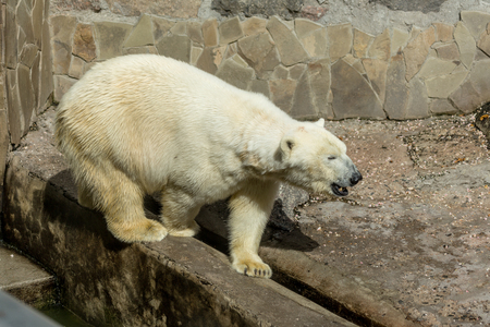 Polar bear. The white bear is a typical inhabitant of the Arctic. The arctic bear is the largest of all predatorの写真素材