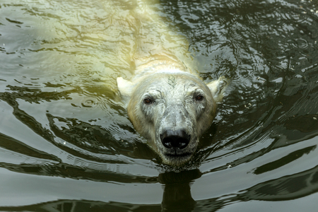 Polar bear. The white bear is a typical inhabitant of the Arctic. The arctic bear is the largest of all predatorの写真素材