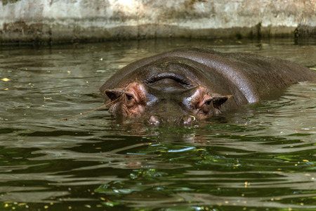 Ordinary hippopotamus in the water of the pool of the zoo aviary. The African herbivore aquatic...
