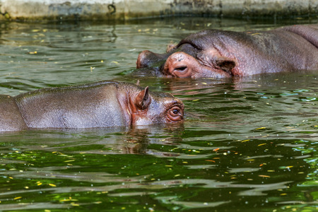 Ordinary hippopotamus in the water of the pool of the zoo aviary. The African herbivore aquatic mammals hippopotamus spends most of its time in the water of the nose and eyesの写真素材