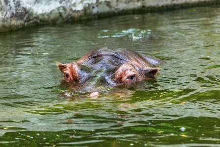 Ordinary hippopotamus in the water of the pool of the zoo aviary. The African herbivore aquatic mammals hippopotamus spends most of its time in the water of the nose and eyesの写真素材