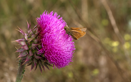 Beautiful flower of purple thistle. Pink flowers of burdock. Burdock thorny flower close-up. Flowering thistle or milk thistle. Herbaceous plants "Milk Thistles", Carduusの写真素材