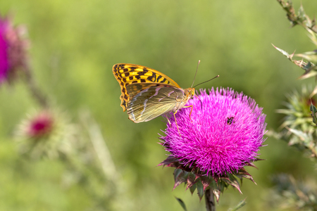 Beautiful purple thistle flower. Pink flower burdock. Burdock flower spiny close up. Flowering medicinal plants are thistle or milk thistle. Milk Thistle plant. Soft selective not deep focusの写真素材