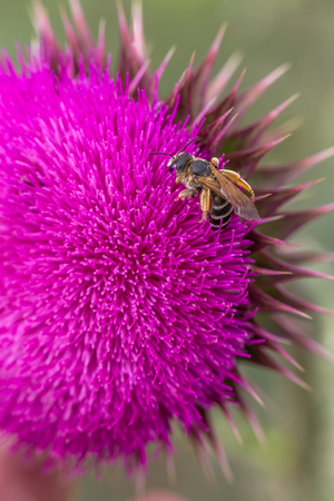 Beautiful purple thistle flower. Pink flower burdock. Burdock flower spiny close up. Flowering medicinal plants are thistle or milk thistle. Milk Thistle plant. Soft selective not deep focusの写真素材