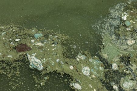 Dirty wave with old dirty algae. Dirty seaweed sea surf lines in seaport. Dirty sea, environmental...