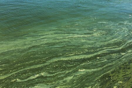 Dirty wave with old dirty algae. Dirty seaweed sea surf lines in seaport. Dirty sea, environmental...
