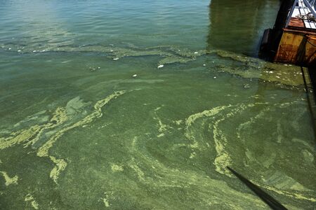 Dirty wave with old dirty algae. Dirty seaweed sea surf lines in seaport. Dirty sea, environmental...
