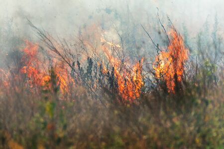 Strong smoke in steppe. Forest and steppe fires destroy fields and steppes during severe droughts. Fire, strong smoke. Blur focus due to jitter of hot hot fire. Disaster, damage, risk to housesの写真素材
