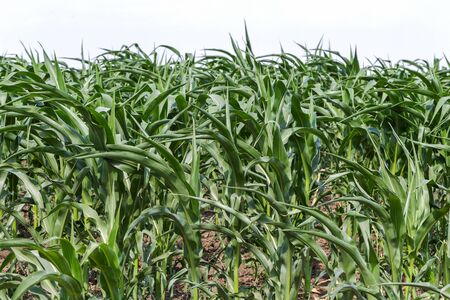 Green corn field in spring. Young green shoots of corn on the agricultural fieldの写真素材