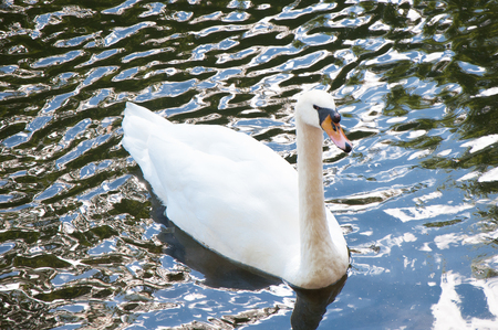 white swanの写真素材