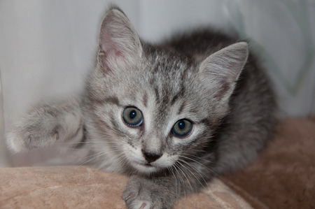 kittenの写真素材