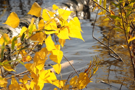 Fall at the waterの写真素材
