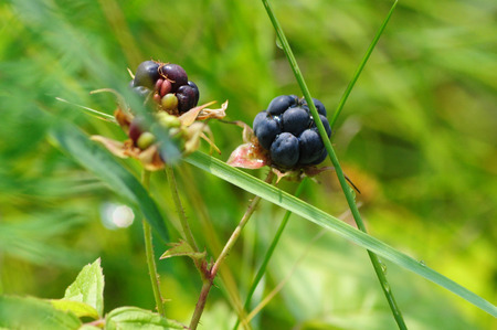 Forest berryの写真素材