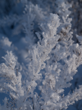 Winter twigの写真素材
