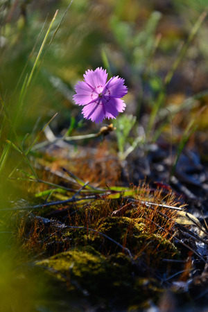 field carnationの写真素材