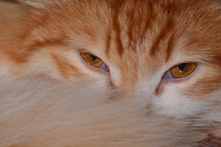 Tricky glanceの写真素材