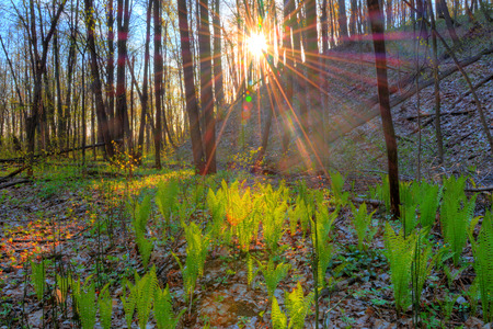 sunny forestの写真素材