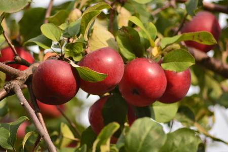 Yabochki redの写真素材