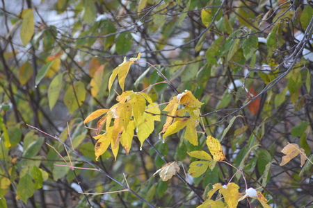 autumn leavesの写真素材