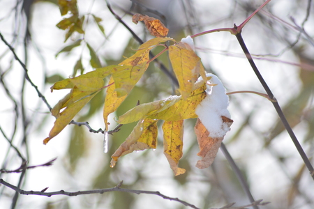 stilled leafの写真素材