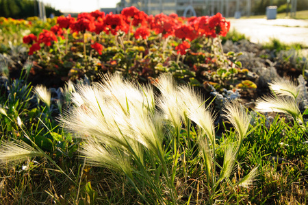 Glowing spikeletsの写真素材