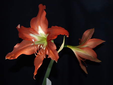 Hippeastrum.Home lilyの写真素材
