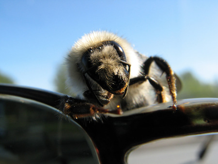 bumblebeeの写真素材