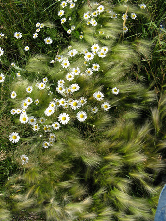 chamomileの写真素材