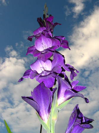 Purple Gladiolusの写真素材