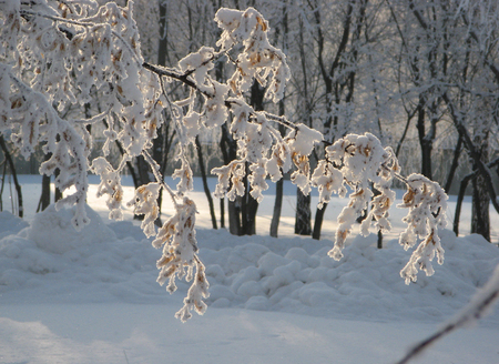 A branch in the snowの写真素材