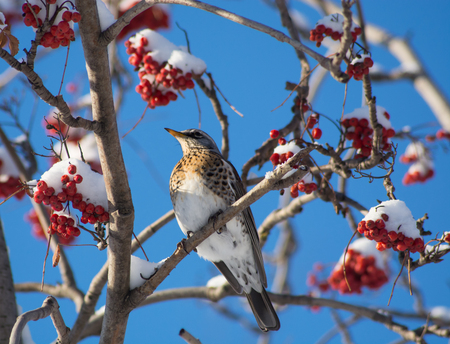 Thrush Fieldfare in winterの写真素材