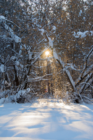 The sun through the treesの写真素材