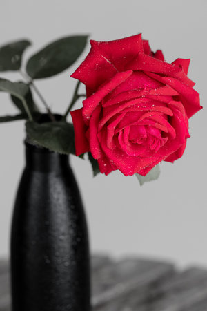 Beautiful red rose in vase on gray background, closeupの写真素材