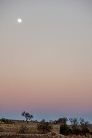 Winter landscape in the middle of the vineyards under the light of the end of the day with the rising moon.の写真素材