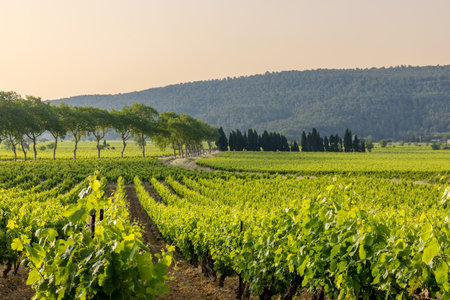 Vines, grapes and viticultural landscape of the South of France.の写真素材