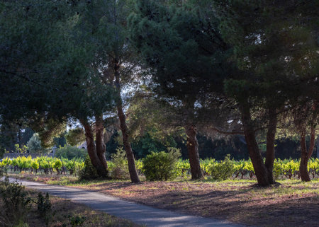 Vines, grapes and viticultural landscape of the South of France.