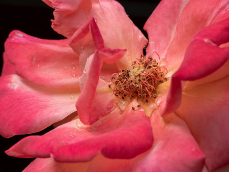 pretty open orange rose close upの写真素材