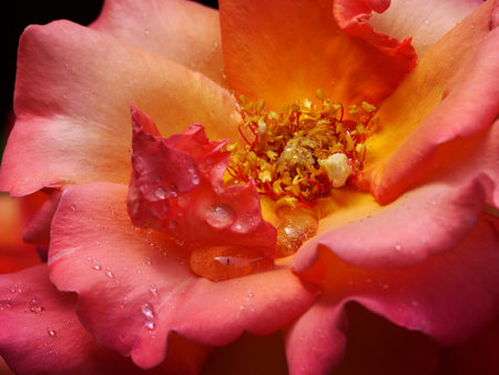 pretty open orange rose close upの写真素材