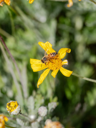 Bee on a yellow flower in the garden. Shallow depth of fieldの写真素材