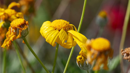 Close up of yellow daisy flower in the field with blurred backgroundの写真素材