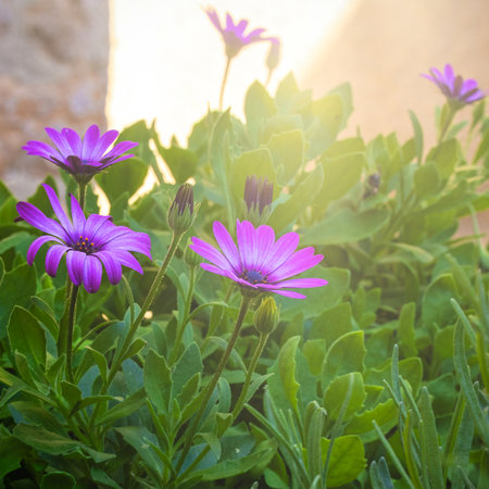 Beautiful purple daisy flowers in the garden. Selective focus.の写真素材