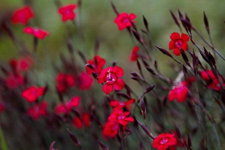 saxifrage pink flowers close-upの写真素材