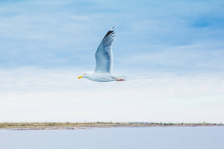 The seagull is flying over the seaの写真素材