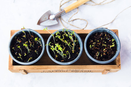 Three glasses with sprouts stand in a wooden box